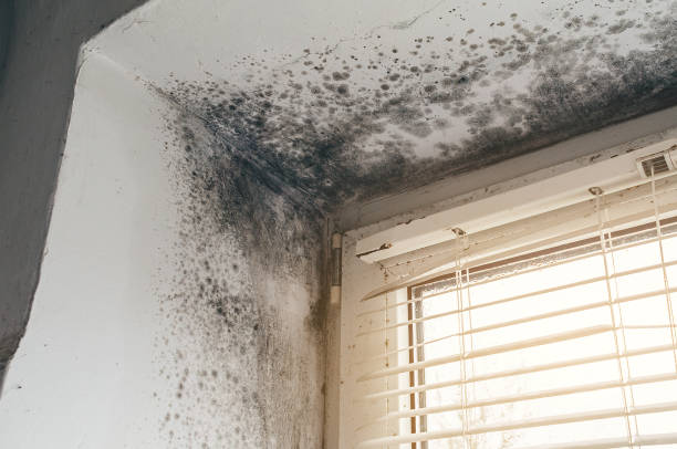 Affordable Bathroom Mold Removal solutions in Lawrenceville, NJ